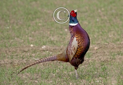 Cock Pheasant DM0986